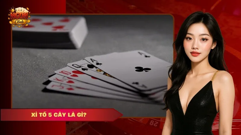 các loại xì tố phổ biến